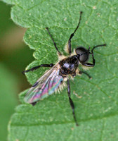 March fly - Bibio albipennis