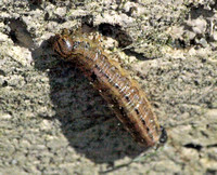 Armyworm - Mythimna unipuncta