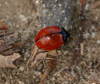 California lady beetle - Coccinella californica