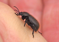 Wooly darkling beetle - Eleodes osculans