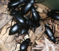 Stink beetle -Eleodes sp.