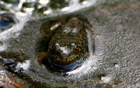Bullfrog - Lithobates (Rana) catesbianus