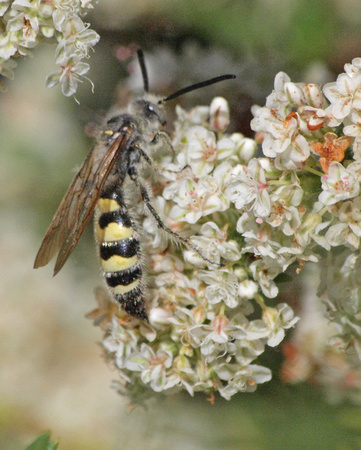 Scoliid wasp - Dielis tolteca (male)