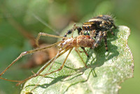 Bold jumper - Phidippus audax eating Long-jawed spider - Tetragnatha sp.