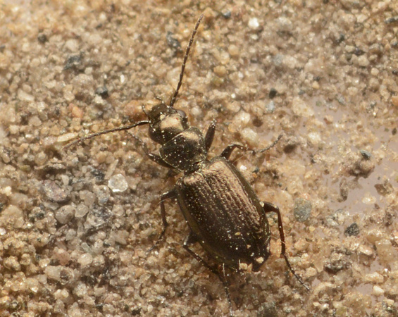 Carabid beetle - Apristus sp.