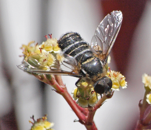 Bee fly 2 - Villa sp.