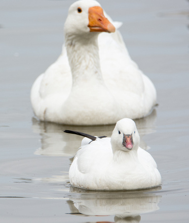 Ross's Goose - Chen rossii