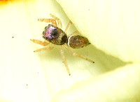 Jumping spider  -  Sassacus vitis