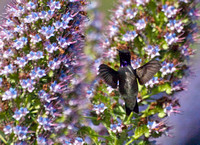 Black-chinned Hummingbird- Archilochus alexandri