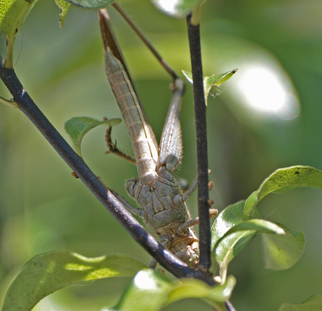 Gray bird grasshopper - Schistocerca nitens