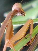Raptorial: grasping  leg - European Mantis - Mantis religiosa