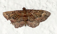 Erebid moth - Toxonprucha sp.