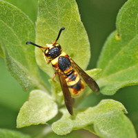 Mason wasp 3 - Euodynerus sp.