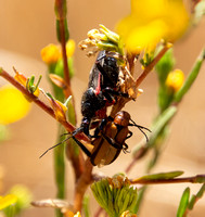 Bee assassin - Apiomerus californicus