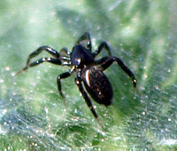 Ground spider - Zelotes spp.