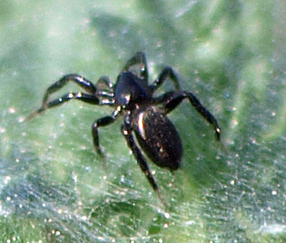 Ground spider 4 - Zelotes sp.
