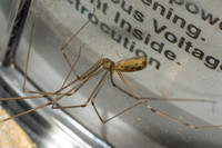 Long-bodied cellar spider - Pholcus phalangioides