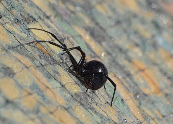 Western black widow - Latrodectus hesperus