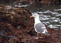 Western Gull - Larus occidentalis