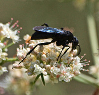 Spider wasp 2 - Unidentified sp.