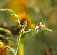 Mediterranean katydid - Phaneroptera nana