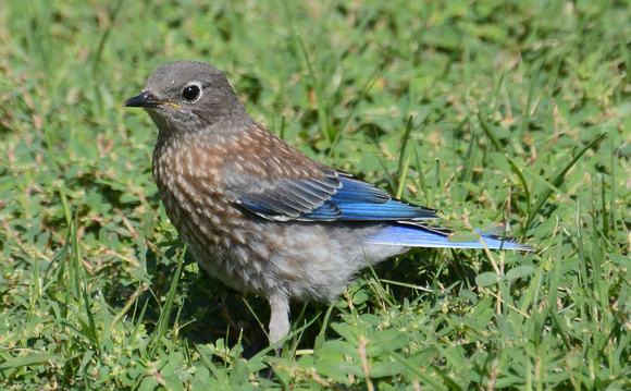Western Bluebird - Sialia mexicana (young)