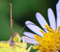 Siphoning uncoiled proboscis to sip nectar - California dogface - Zerene eurydice