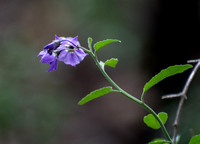 Purple Nightshade - Solanum sp.