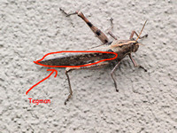 Leathery tegmina of Gray bird grasshopper -Shcistocera nitens