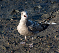 Western Gull - Larus occidentalis (immature)