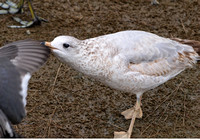 Ring-billed Gull -  Larus delawarensis (chomping a coot)
