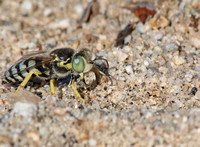 Sand wasp 1 - Bembix comata