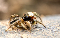 Jumping spider - Habronattus pyrrithrix