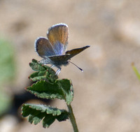 Irvine Ranch, IRC Butterfly Count  03-08-2015