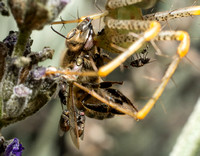 Green lynx spider - Peucetia viridans European honey bee - Apis mellifera Freeloader Flies - Family Milichiidae