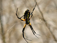 Yellow garden spider - Argiope aurantia