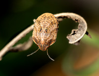Jewel bug - Sphyrocoris obliquus