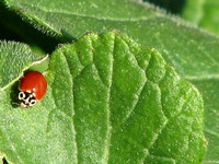 Western blood-red lady beetle - Cycloneda polita