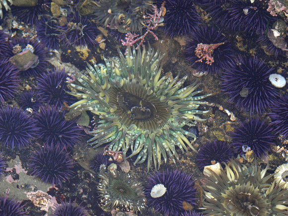 Solitary Green Anemone