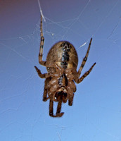 Orb weaver - Zygiella x-notata