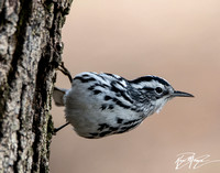 Black-and-white Warbler - Mniotilta varia