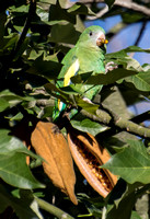 White-winged Parakeet - Brotogeris versicolurus