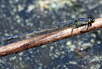 Damselfly 3 - Undentified sp.