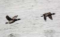 Brant - Branta bernicla