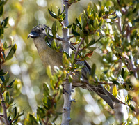 Red Crossbill - Loxia curvirostra