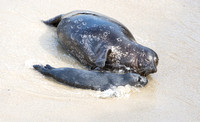 Harbor seal - Phoca vitulina