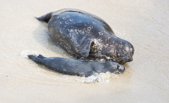 Harbor seal - Phoca vitulina