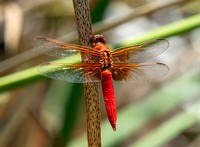 Neon skimmer -  Libellula croceipennis