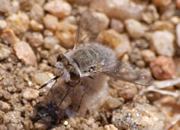 Bee Fly - Pantarbes sp.
