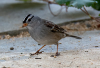 White-crowned Sparrow - Zonotrichia leucophyrs